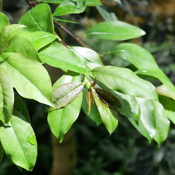 Jeune plant de yerba maté (Ilex paraguariensis) en pot de 2 L au feuillage vert foncé et brillant