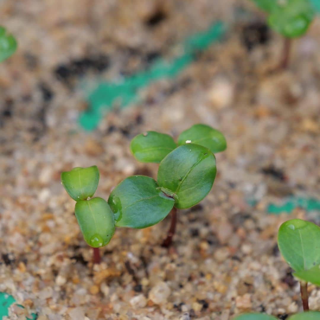 LUNARIA ANNUA semis jeune plantule sorti d'une graineLUNARIA ANNUA semis jeune plantule sorti d'une graine