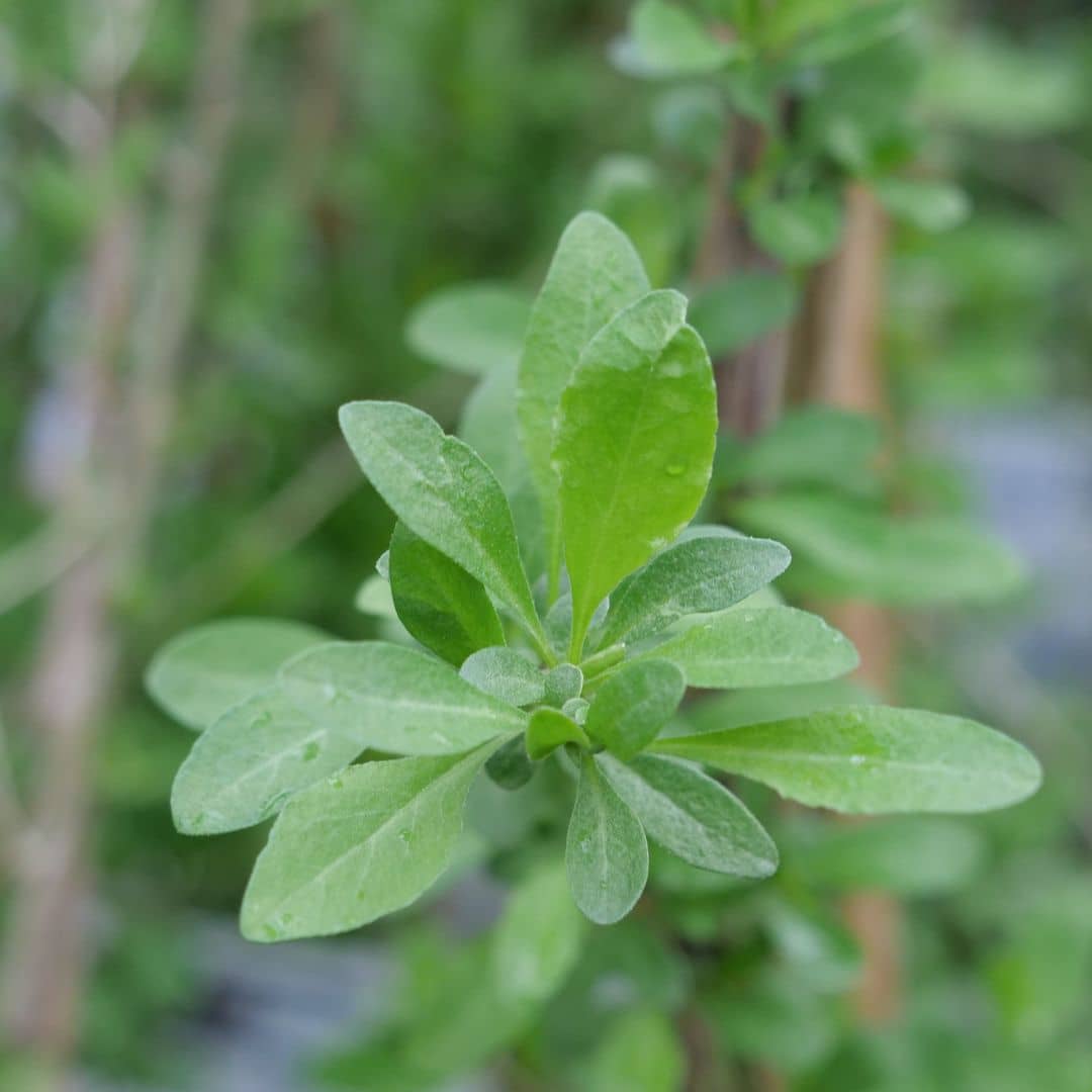 LYCIUM BARBARUM comment planter une baie de goji et récolter ses fruits