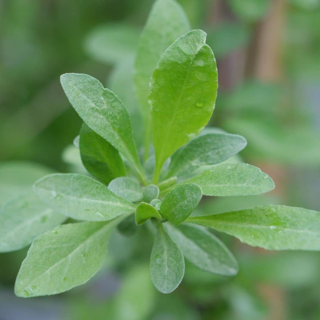 LYCIUM BARBARUM cultiver la baie de goji en pot