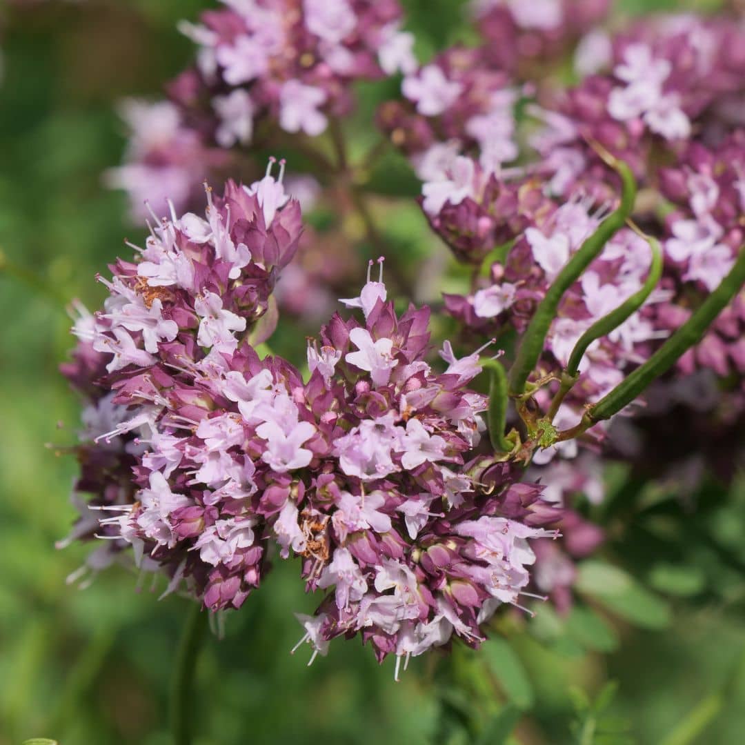 GRAINES - Origan (Origanum vulgare)