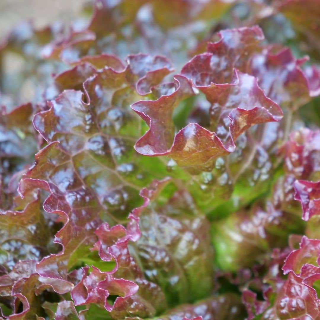 Lactuca sativa battavia graines zoom feuille