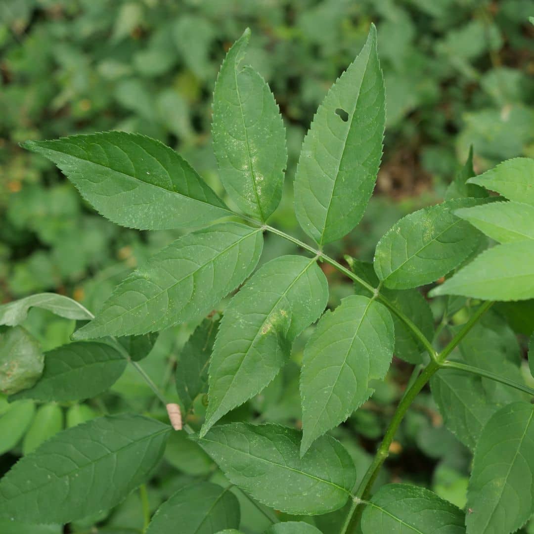 Sureau noir — Plant