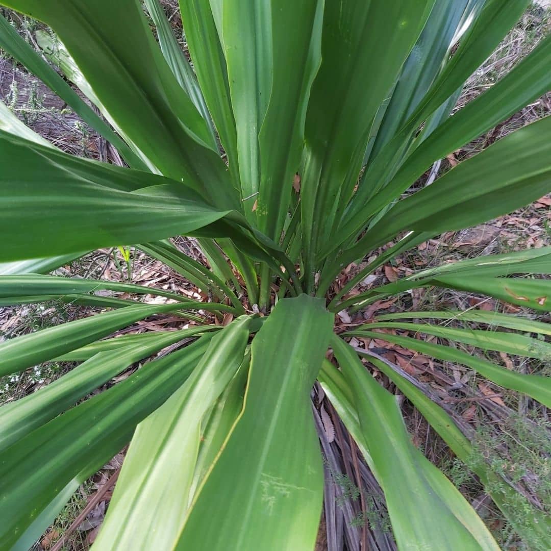 Lis Guiméa Lys Javelot plante rare et insolite