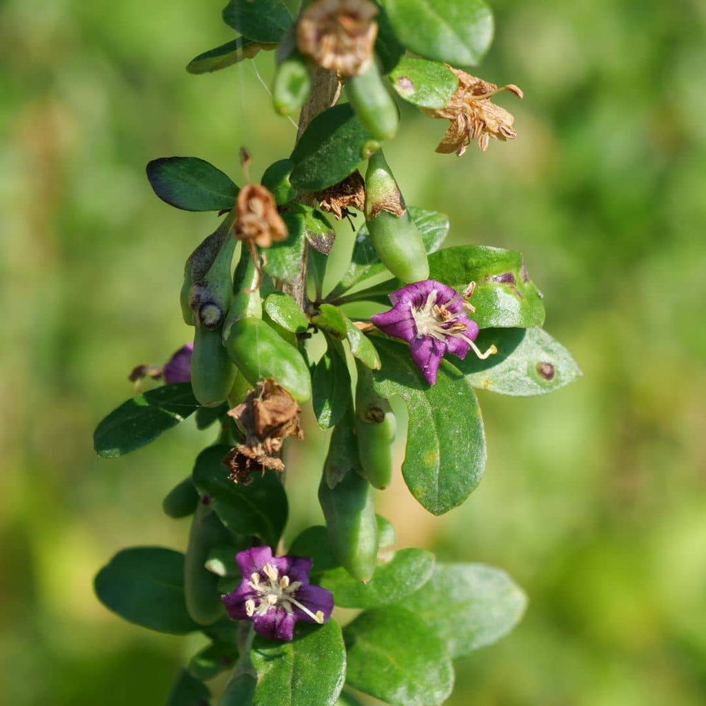 Lycium barbarum en fleurs monde vegetal