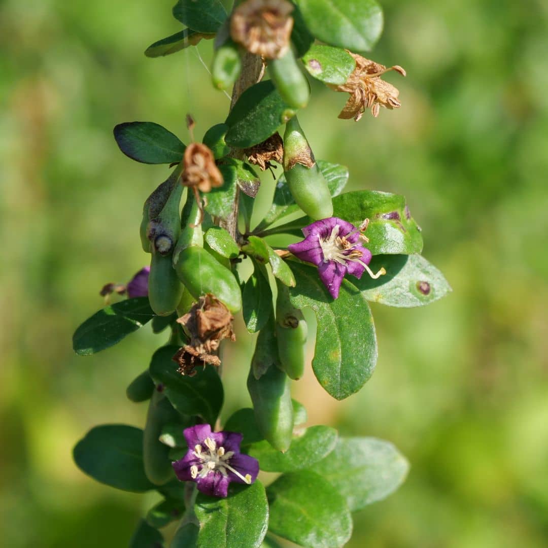 Lycium barbarum en fleurs monde vegetal