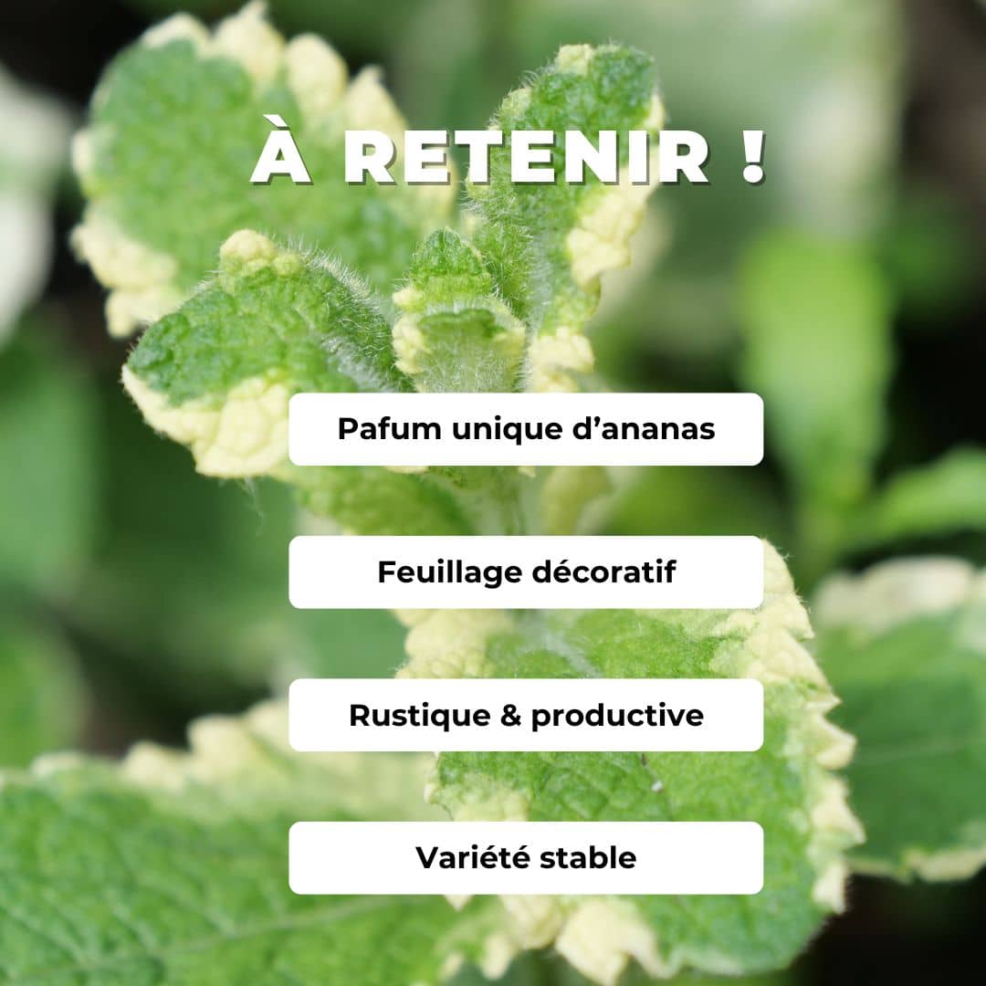 Mentha suaveolens Variegata comment planter et cultiver la menthe ananas monde vegetal