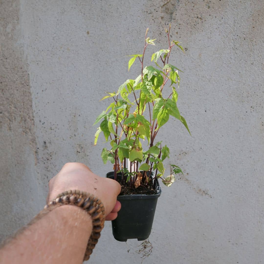 Mina Lobata graines faciles à faire germer avec Monde Végétal