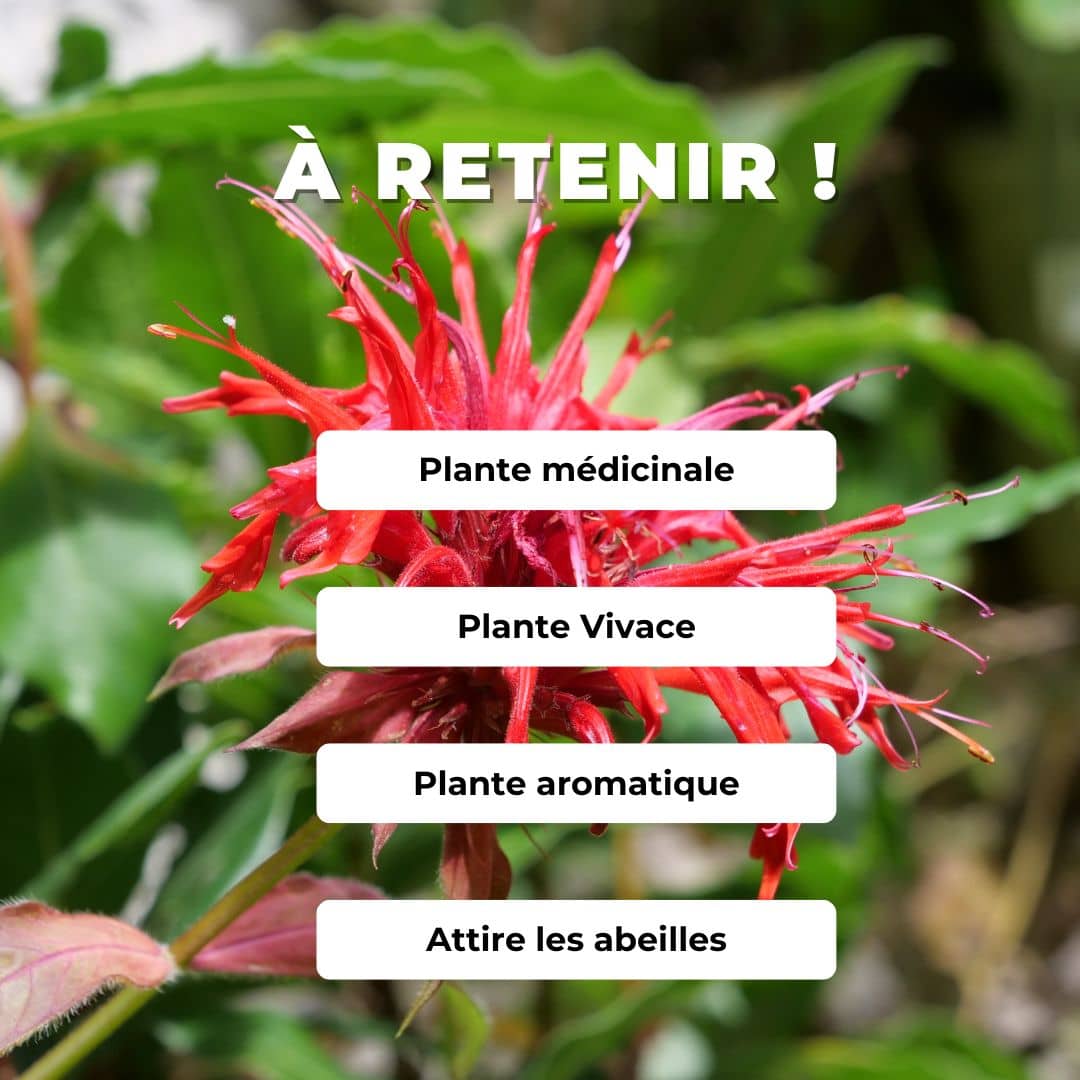 Monarda didyma comment planter et cultiver cette plante aromatique