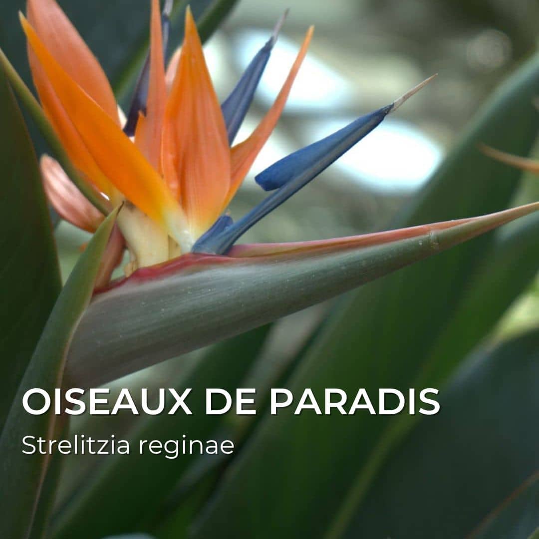 Grainebox — Les Merveilles d’Afrique