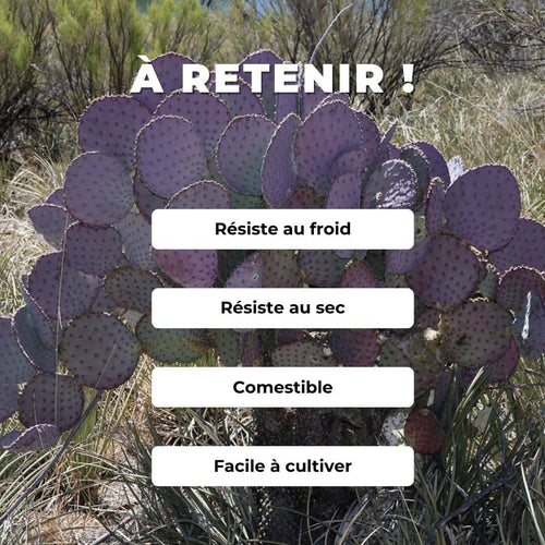 Opuntia santa rita cactus violet monde végétal cactus et plantes grasses rares