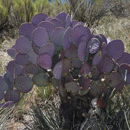Opuntia santa rita cactus violet monde végétal