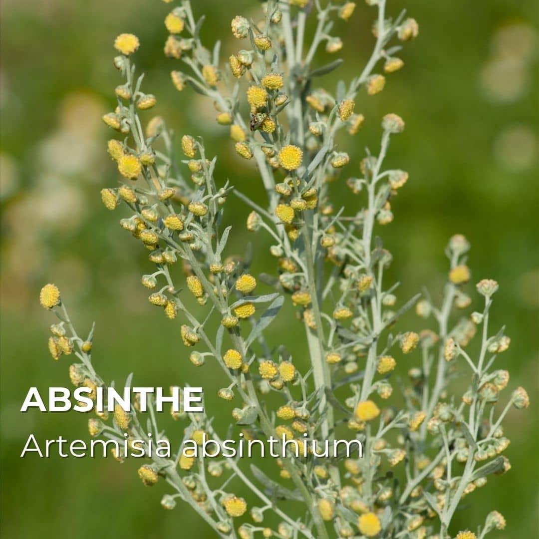 PLANT - Absinthe (Artemisia absinthum)