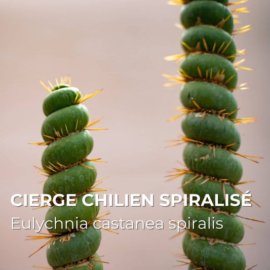 PLANT - Cierge chilien spiralisé (Eulychnia castanea spiralis)