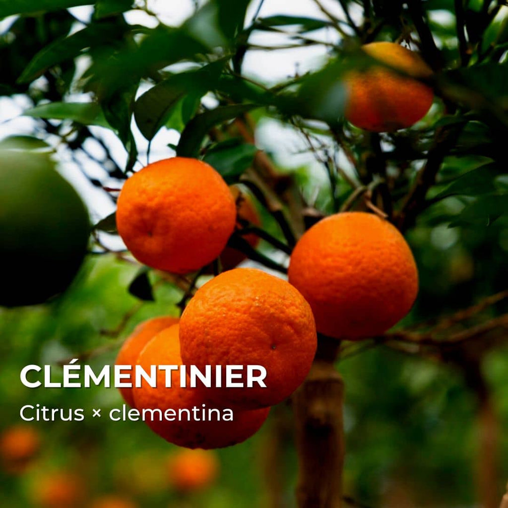 PLANT - Clémentinier (Citrus × clementina)