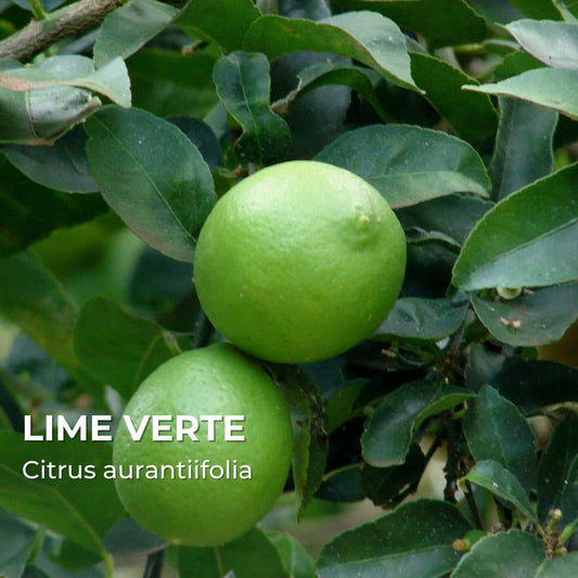 PLANT - Lime Verte (Citrus aurantiifolia) - agrumes
