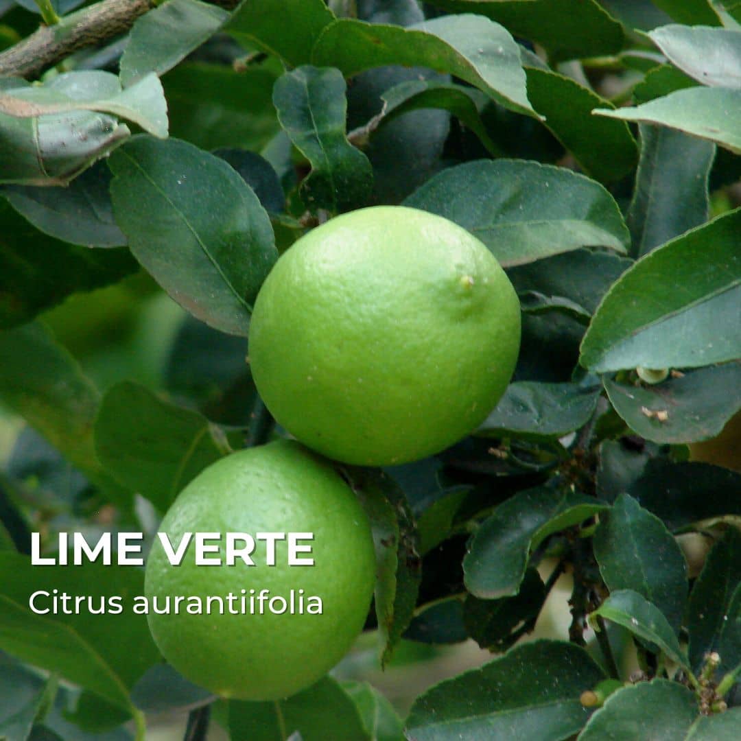 Lime verte — Plant