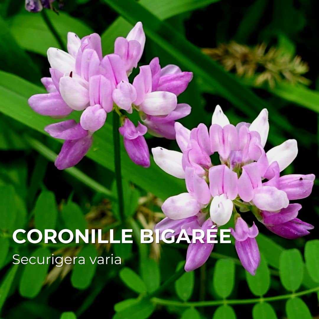 PLANT - Coronille Bigarrée (Securigera varia)