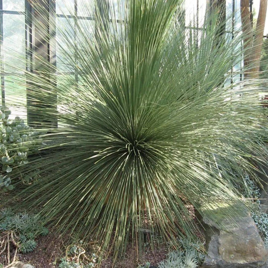 PLANT - Dasylirion à feuilles de jonc Dasylirion longifolium plante grasse qui tient le gel