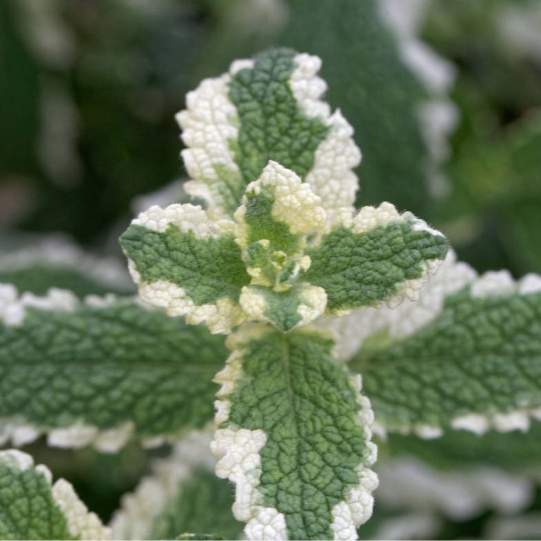 PLANT - Menthe Ananas Panaché (Mentha suaveolens Variegata)