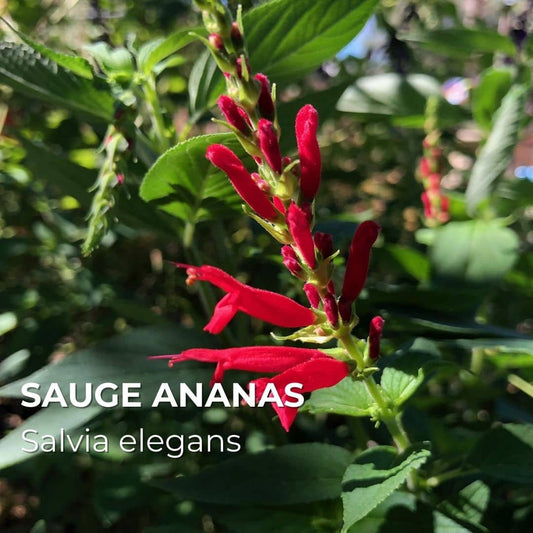 PLANT - Sauge Ananas (Salvia elegans)