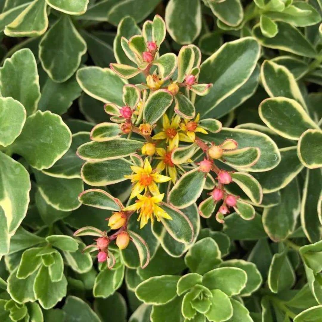 PLANT - Sedum Panaché du Kamtchatka (Sedum kamtschaticum)