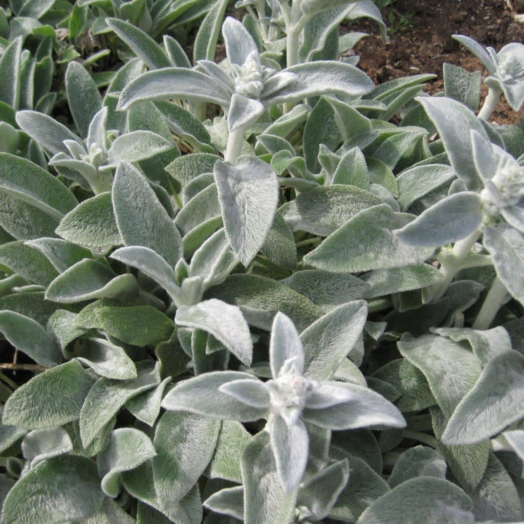 Épiaire de Byzance (Stachys byzantina)