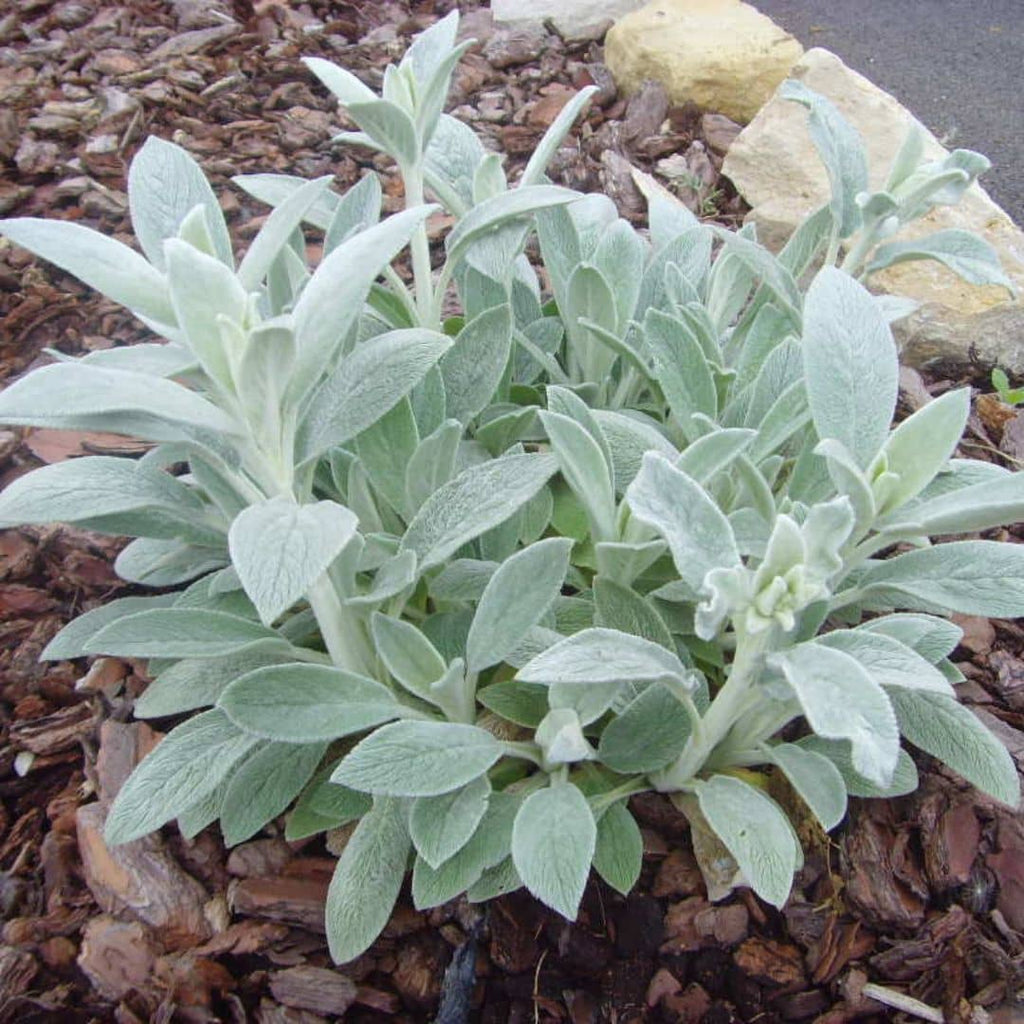 Épiaire de Byzance (Stachys byzantina)