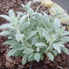 Épiaire de Byzance (Stachys byzantina)
