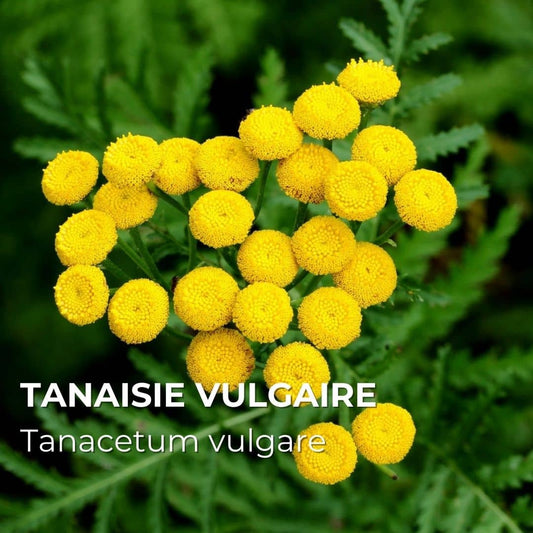 PLANT - Tanaisie Vulgaire (Tanacetum vulgaris)