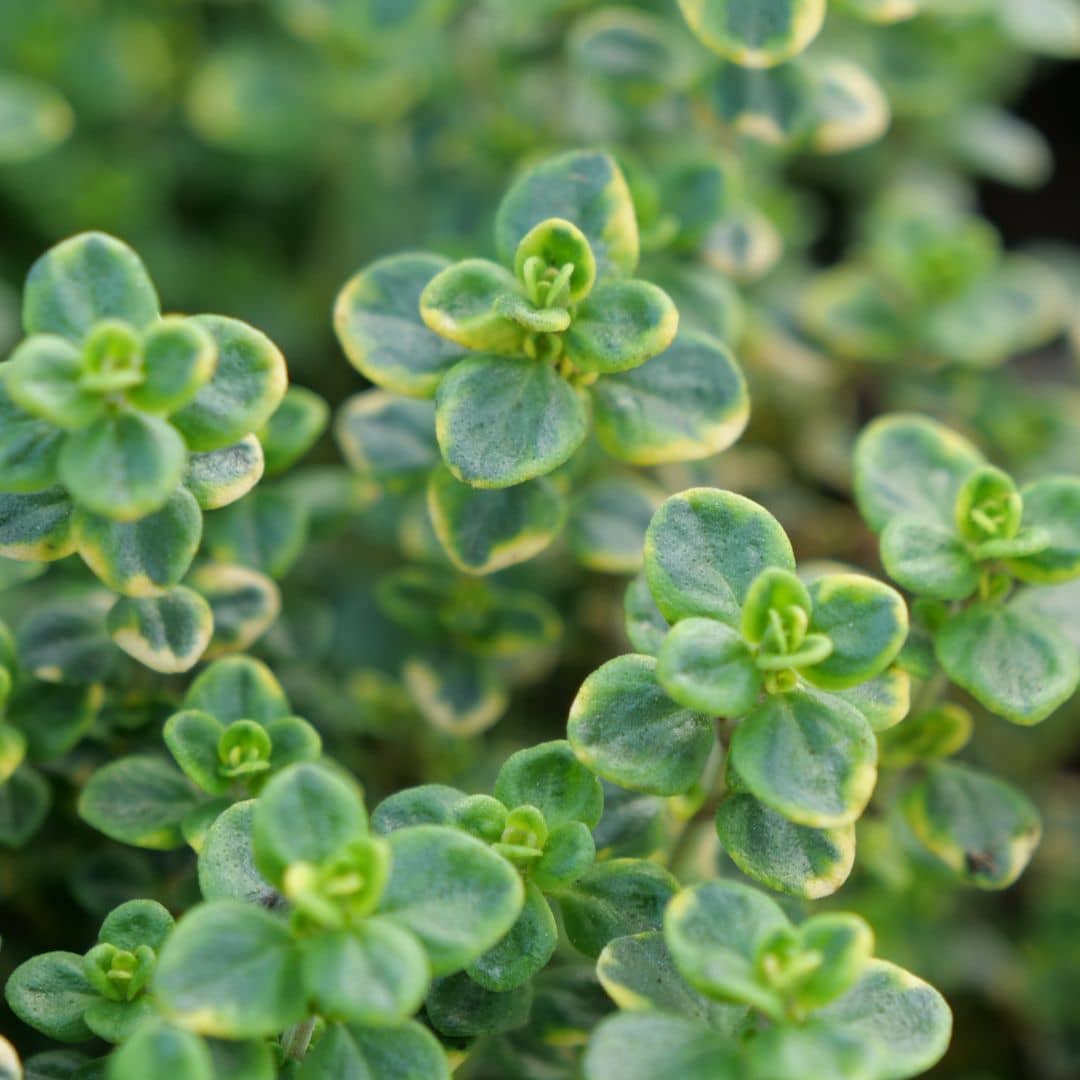 PLANT Thym Citron panache a cultiver monde vegetal
