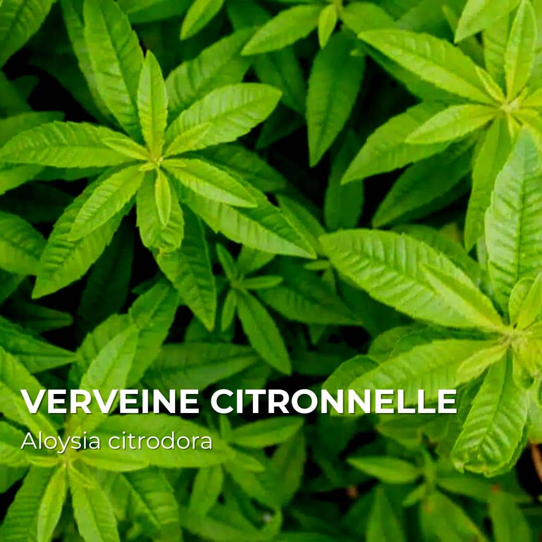 PLANT - Verveine Citronnelle (Aloysia citrodora)