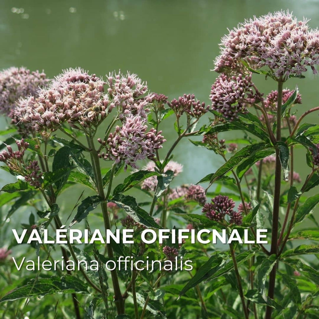 PLANT - Valériane Officinale (Valeriana officinalis)