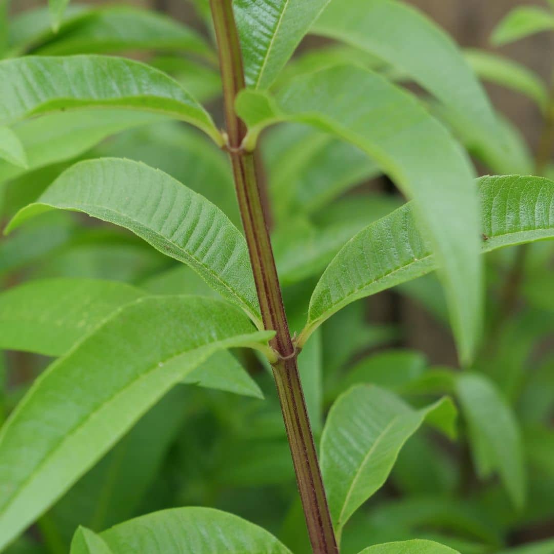 PLANT - Verveine Citronnelle (Aloysia citrodora) en pot de 10 x 10 cm à planter monde végétal