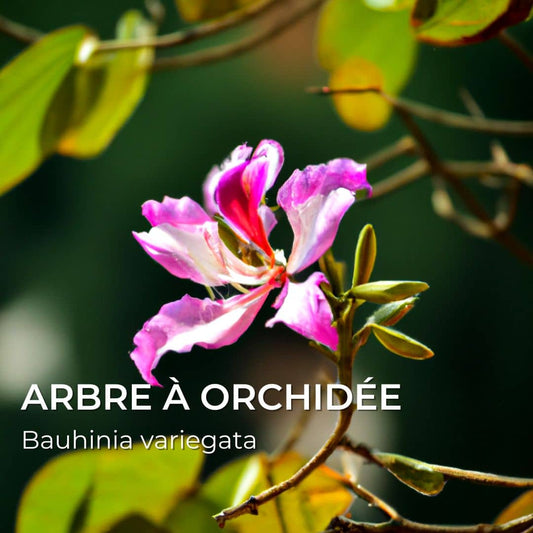 GRAINES - Arbre aux Orchidées (Bauhinia variegata)