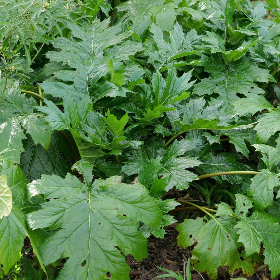 PLANT Acanthe à feuilles molles Acanthus mollis monde végétal