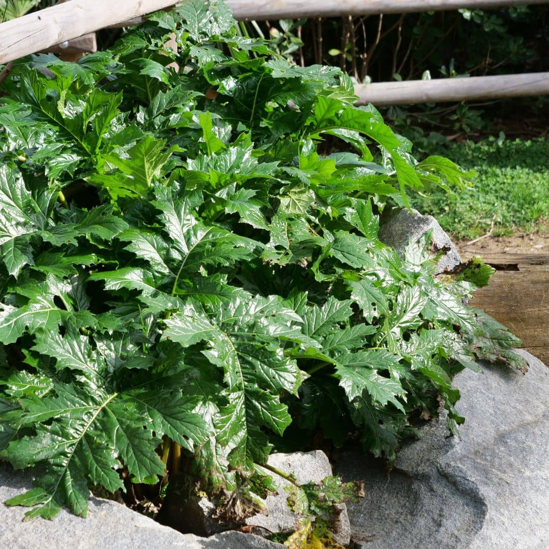 PLANT Acanthe à feuilles molles Acanthus mollis plante herbacée vivace et résistante à la sécheresse monde végétal