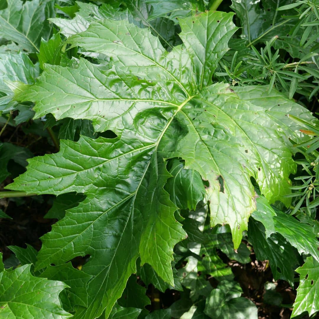 PLANT Acanthe à feuilles molles Acanthus mollis plante méditerranéenne monde végétal