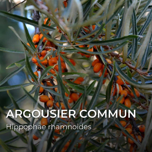 PLANT - Argousier commun (Hippophae rhamnoides)