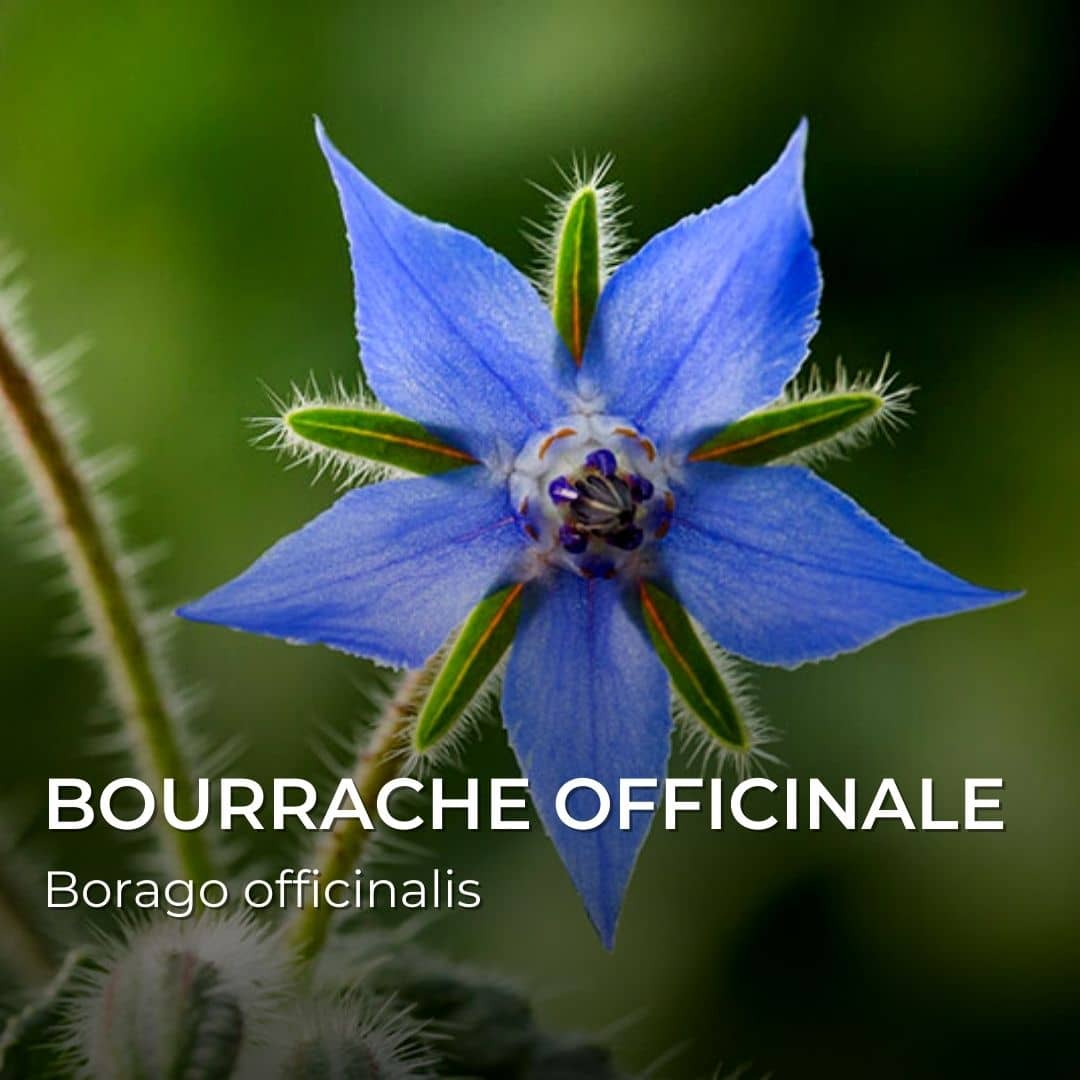 PLANT - Bourrache Officinale (Borago officinalis)