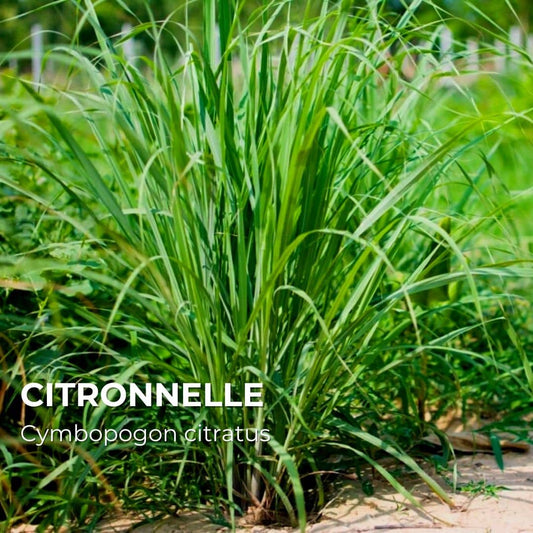 PLANT - Citronnelle (Cymbopogon citratus)