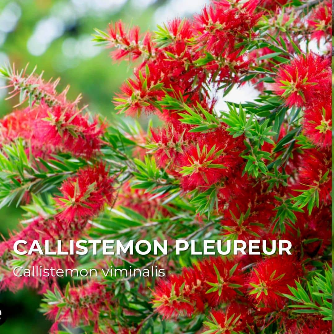 PLANT - Callistemon Pleureur (Callistemon viminalis)