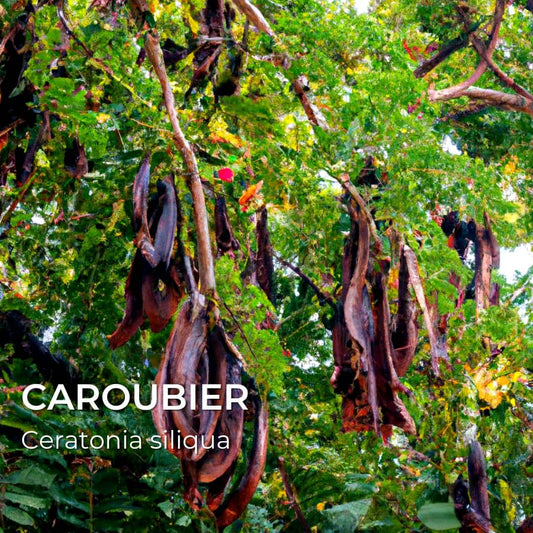 PLANT - Caroubier (Ceratonia siliqua)