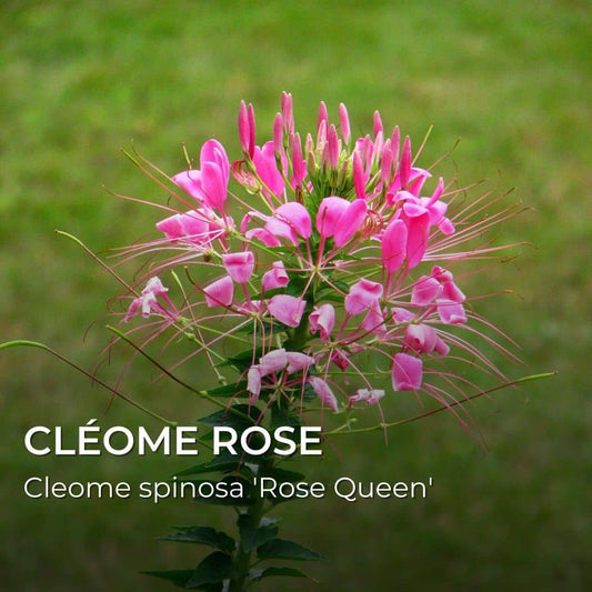 PLANT - Cléome Rose (Cleome spinosa 'Rose Queen')