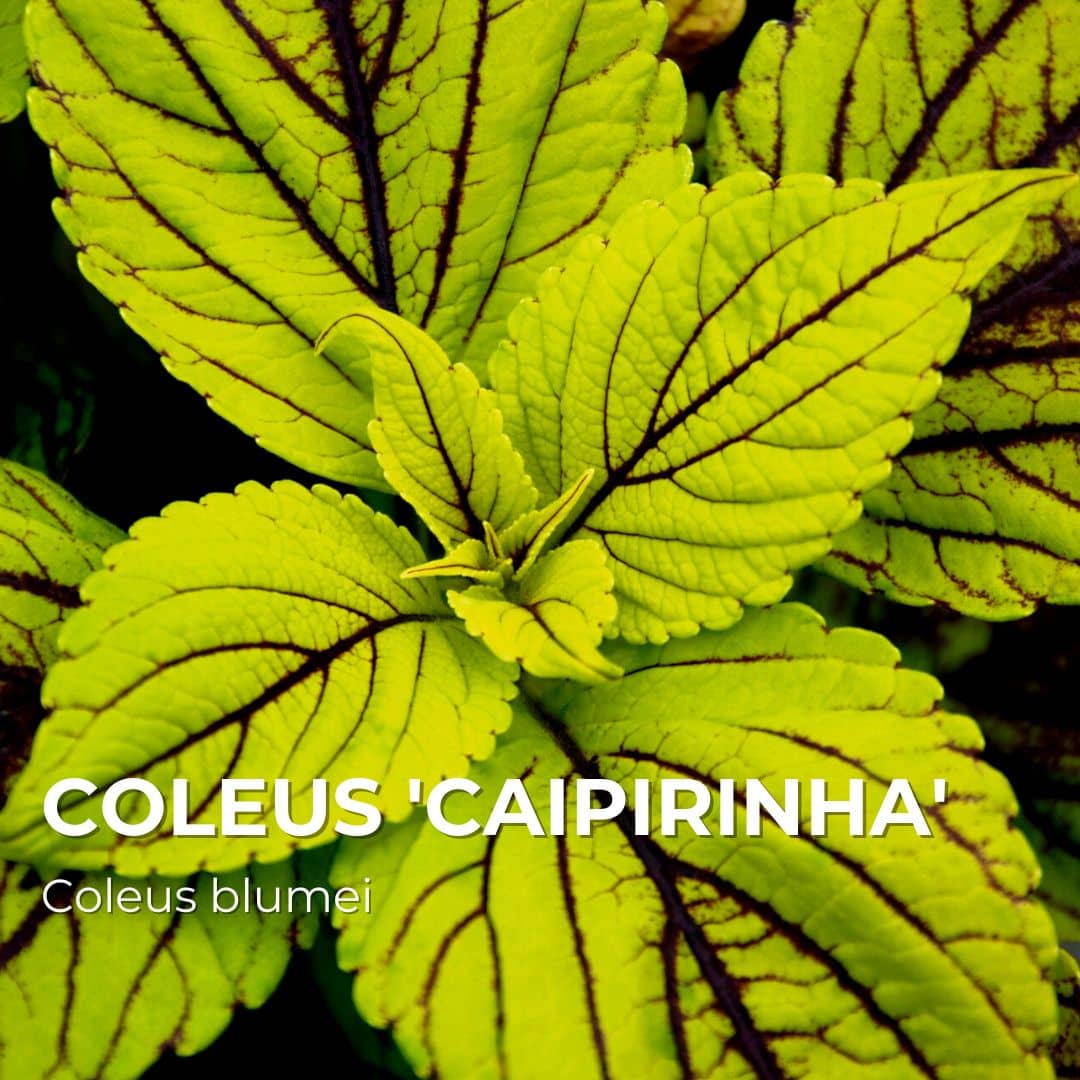 PLANT - Coleus 'Caipirinha' (Coleus blumei)