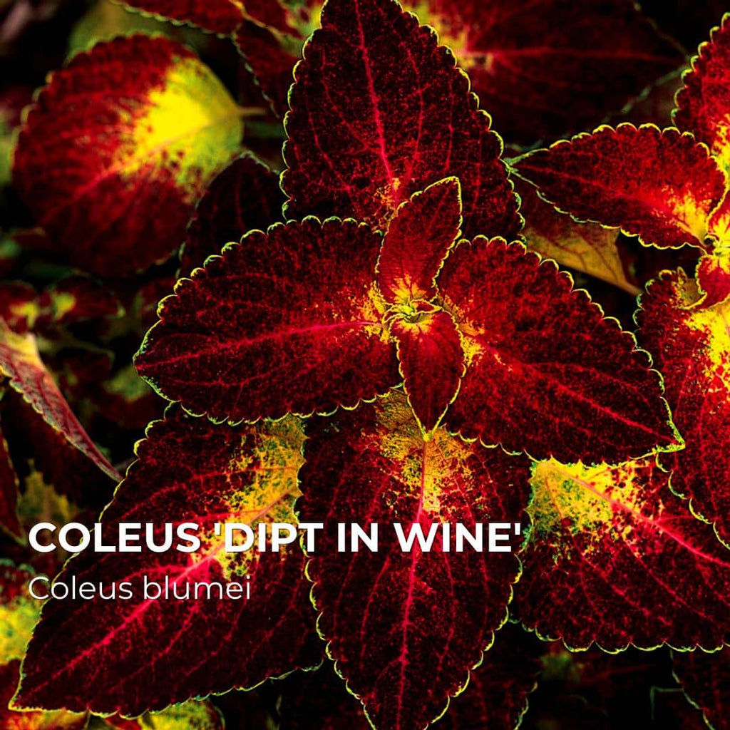 PLANT - Coleus 'Dipt in Wine' (Coleus blumei)
