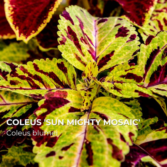 PLANT - Coleus 'Sun Mighty Mosaic' (Coleus blumei)