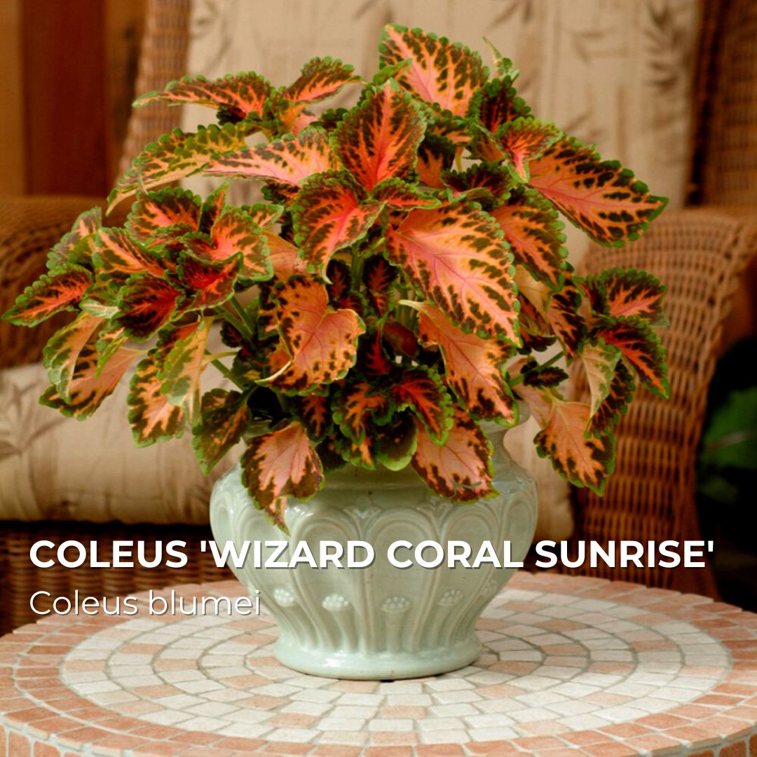 Coléus Wizard Coral Sunrise — Plant