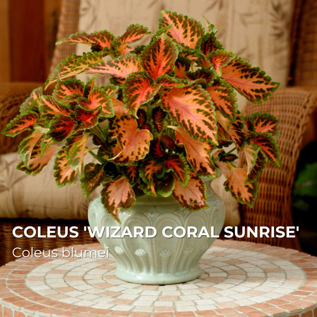 PLANT - Coleus 'Wizard Coral Sunrise' (Coleus blumei)