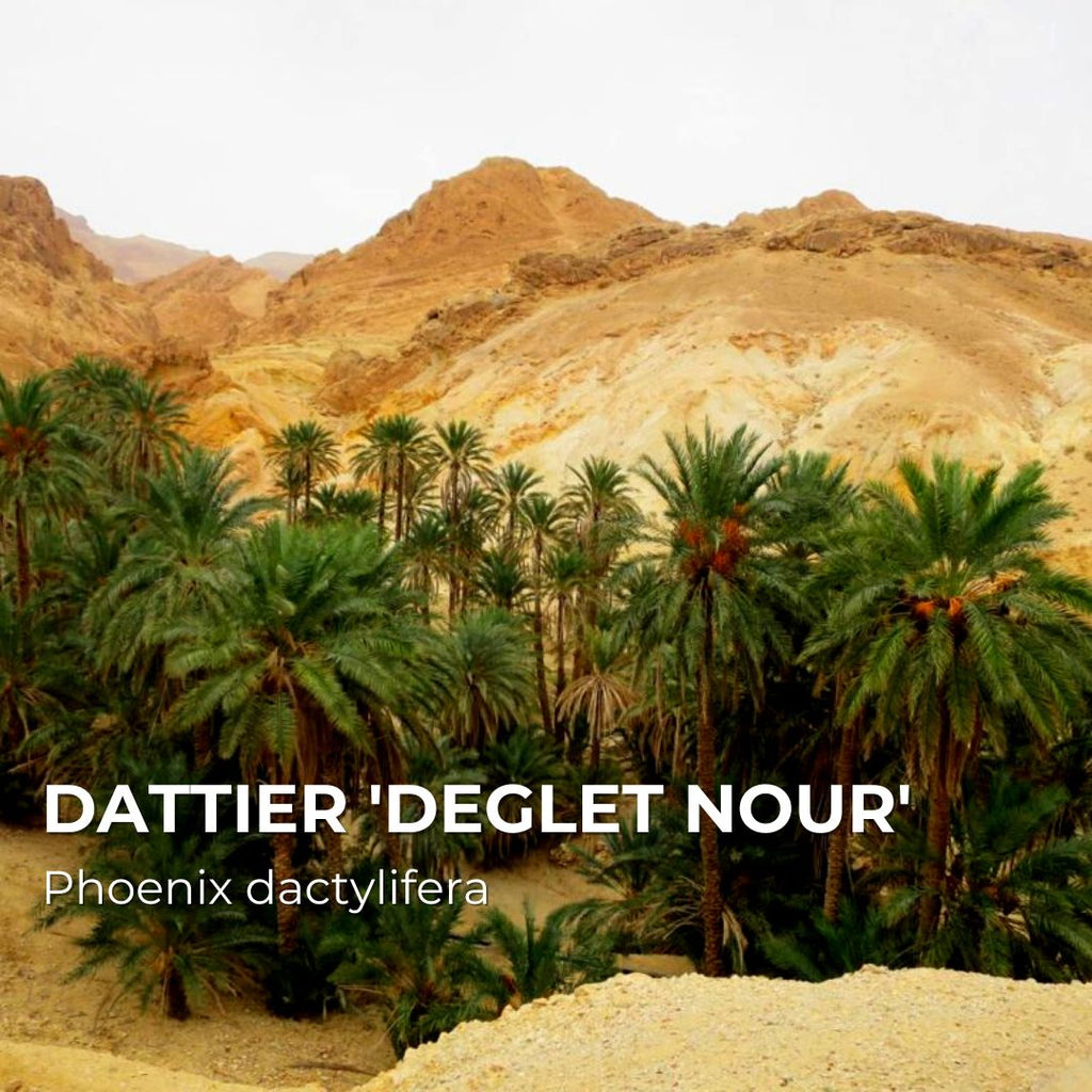 BABY PLANT - Dattier 'Deglet nour' (Phoenix dactylifera)